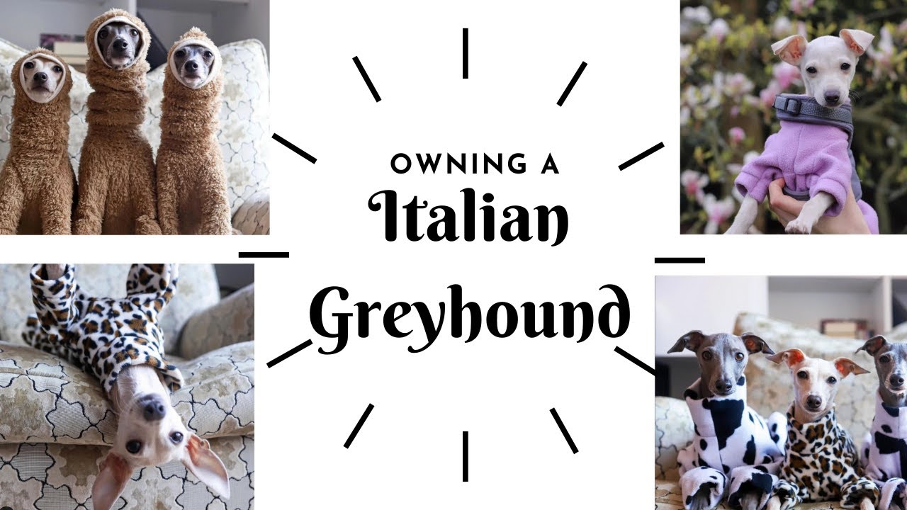 OWNING A DOG - ITALIAN GREYHOUND/ IGGY