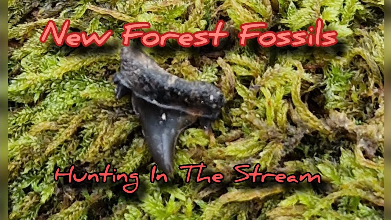 New Forest Fossils  (Hunting InThe Stream) 