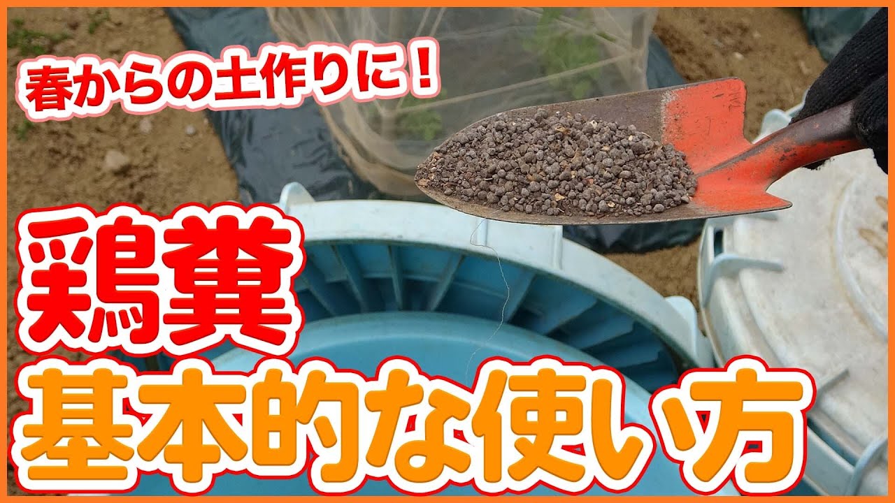 家庭菜園や農園栽培でマスターしたい鶏糞の使い方！肥料の効果や種類など春の土作りに役立つ方法を徹底解説！【農家直伝】