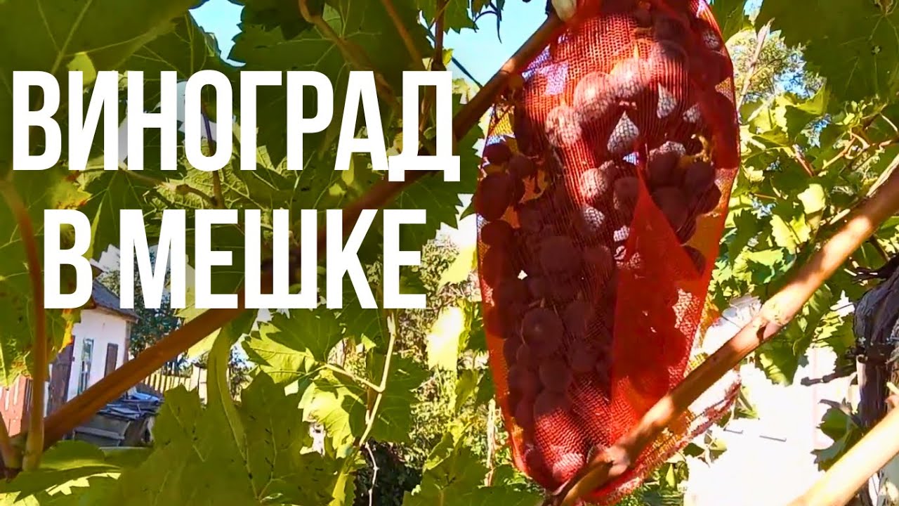 Уход за Виноградам перед Зимой уборка в Саду