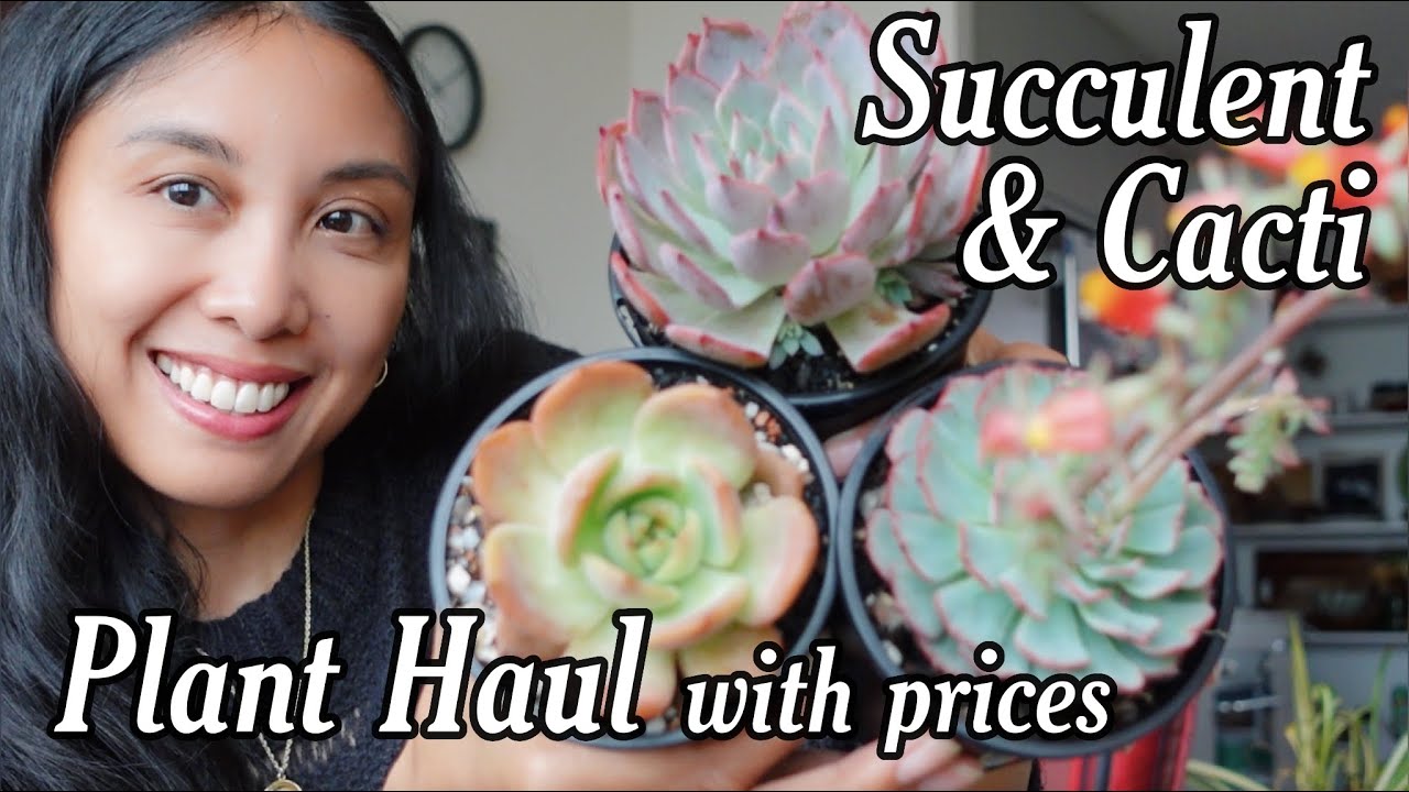 Succulent & Cacti Plant Haul (with prices!)