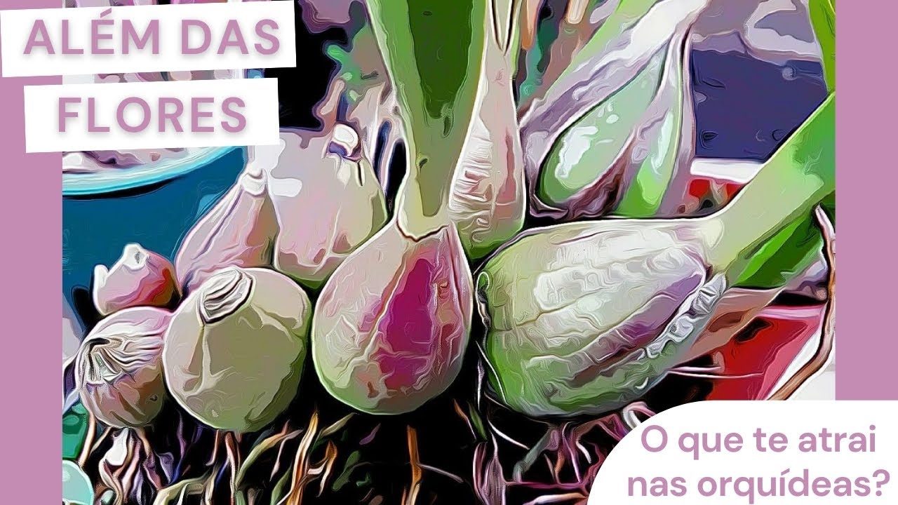 Raízes, pseudobulbo, brotos: Por que as orquídeas são tão fascinantes?