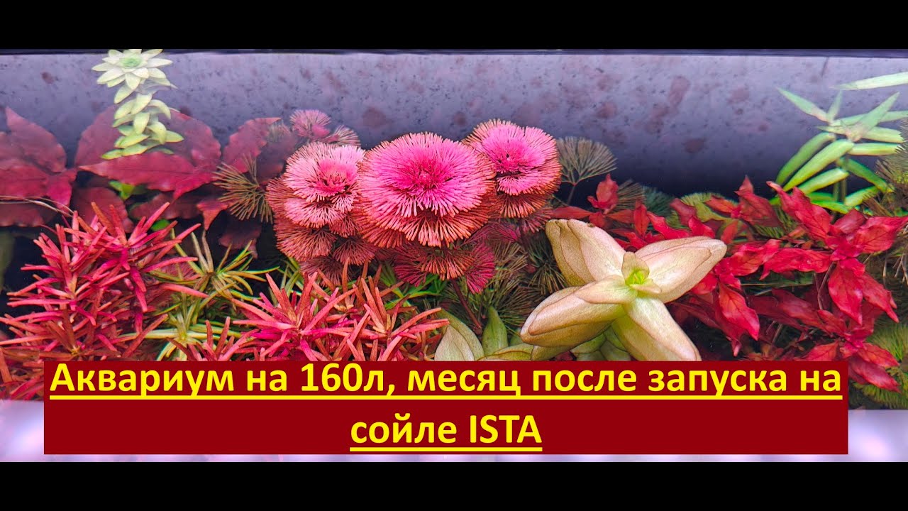 Аквариум на 160л, месяц после запуска на сойле ISTA