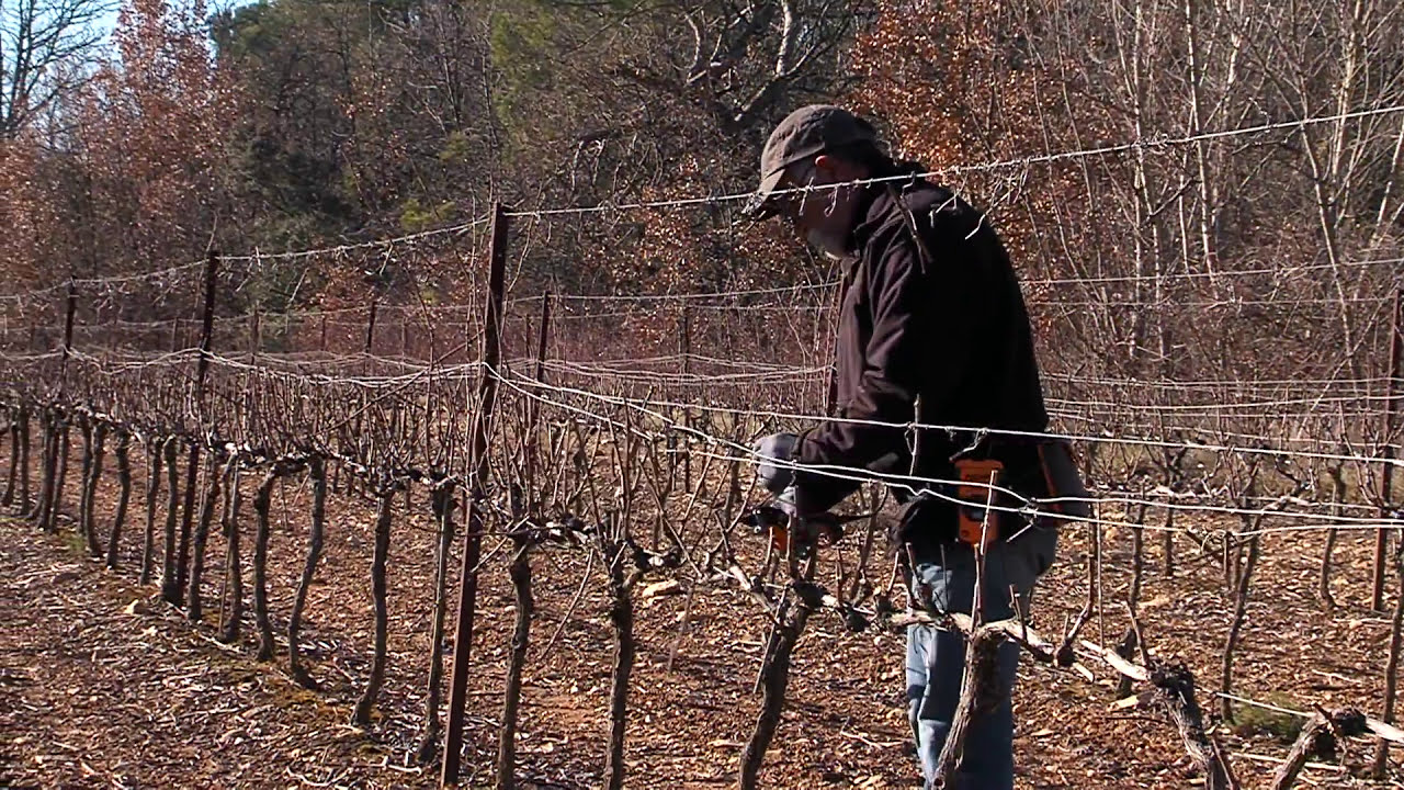 EN - Vine pruning shear Vinion