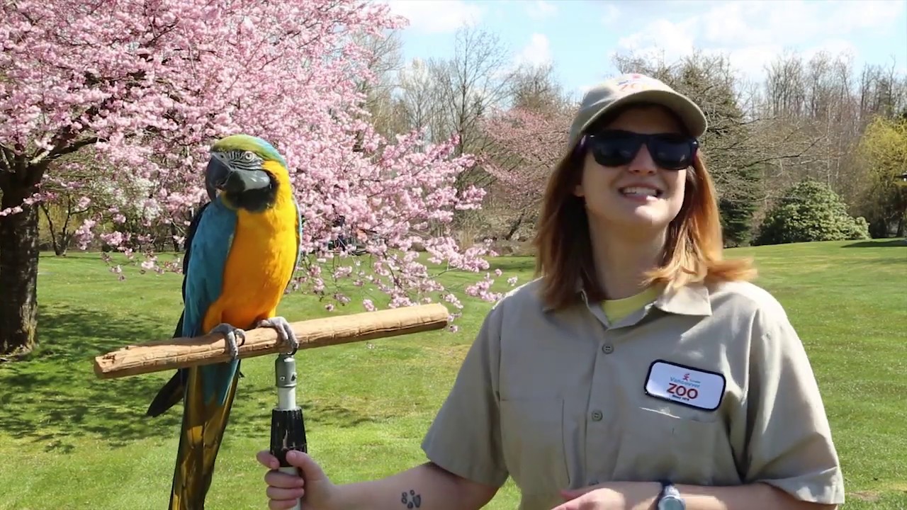 Kat's Corner Ep. 2 Blue and Gold Macaw