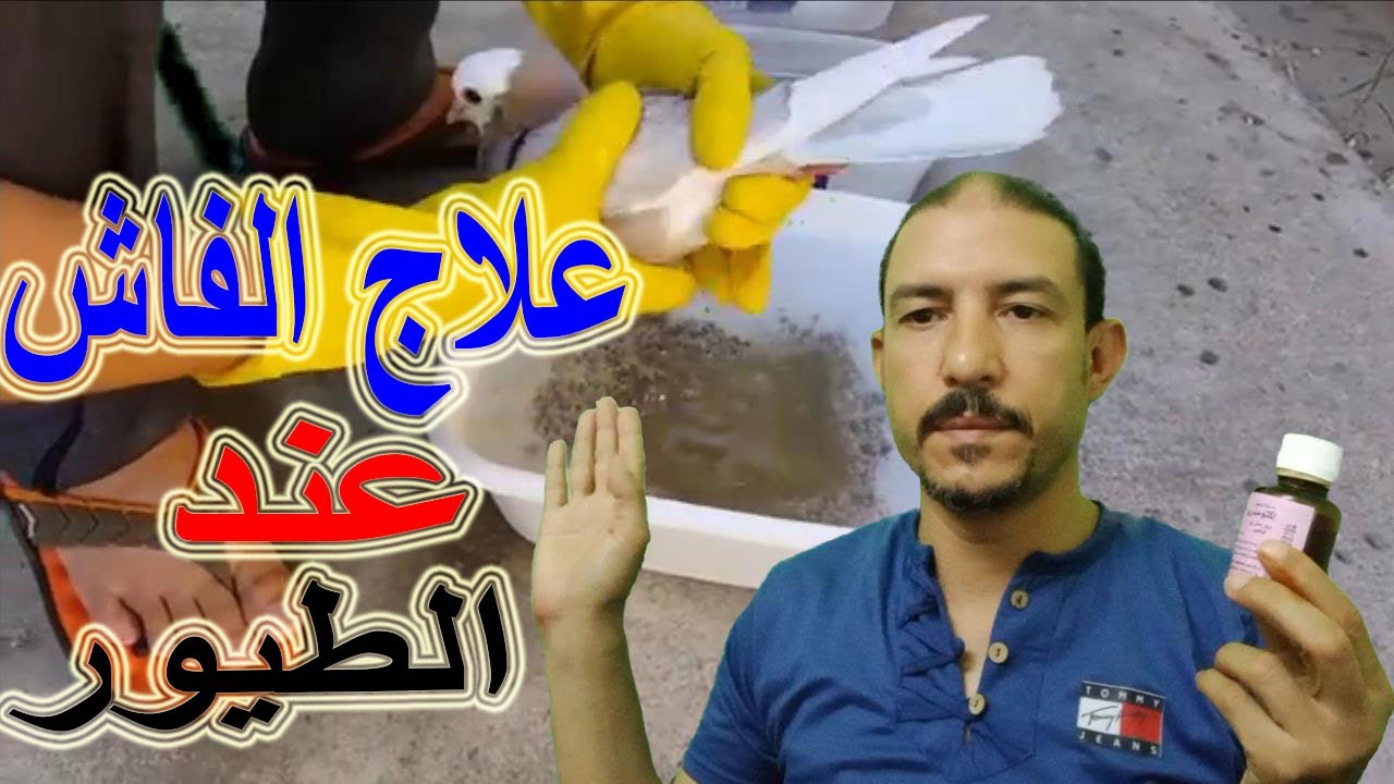 علاج الفاش عند الطيور والتخلص من الفاش بدواء سحري