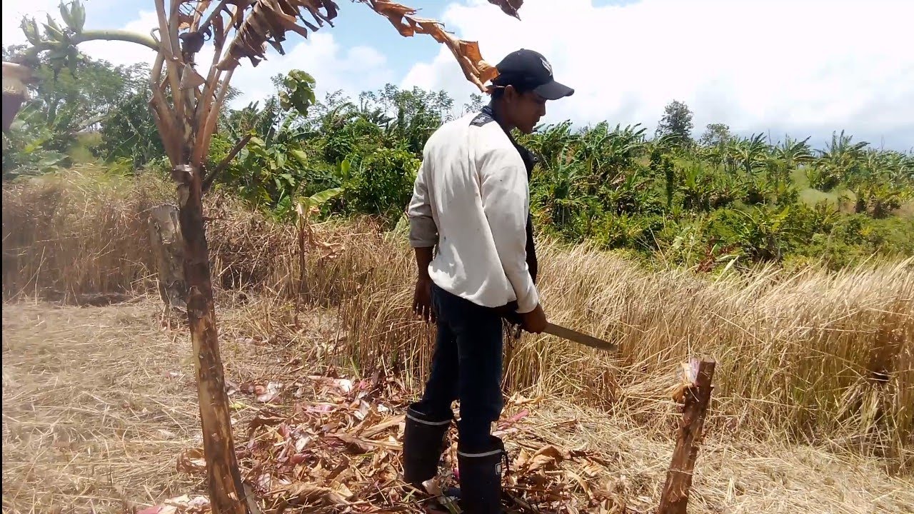 Machete / Pruning / Burnt Banana Trees ASMR – Day 6 (Part 2)