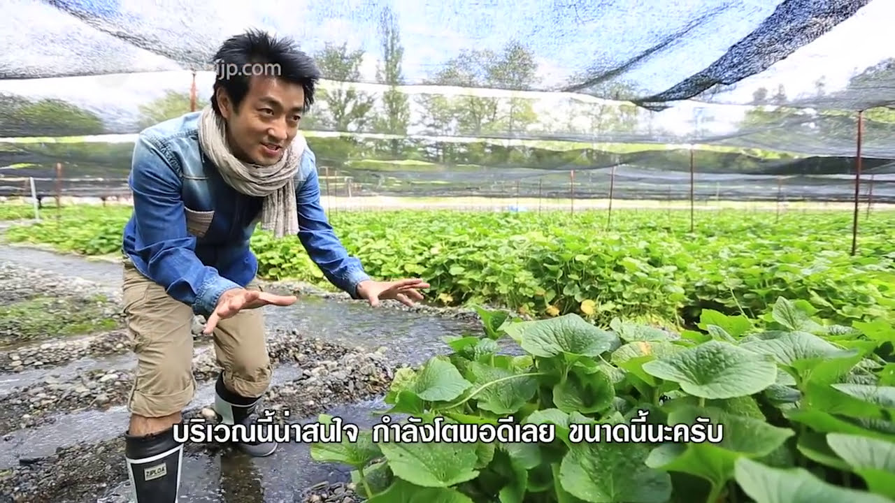 สวนวาซาบิเก็บสดจากต้น! wasabi (Nagano) SUGOI JAPAN Ep20