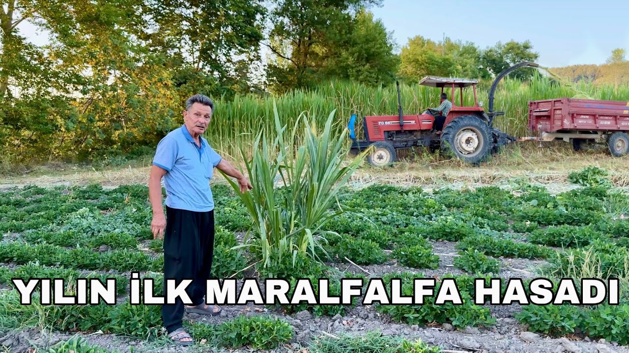 2025 ‘İN İLK MARALFALFA HASADINI YAPTIK !