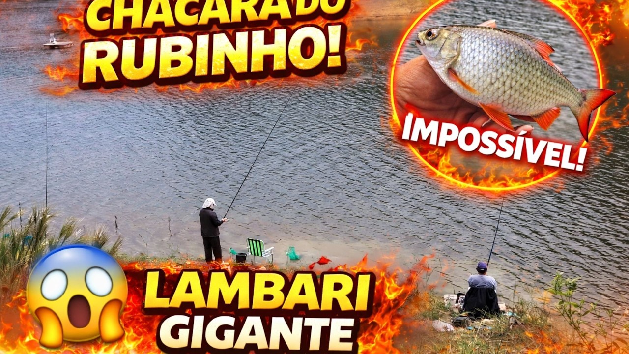 ESTOURO DE LAMBARI NA REPRESA DO VOSSOROCA 😱🔥 Pesca Caipira em Família | Tijucas do Sul PR