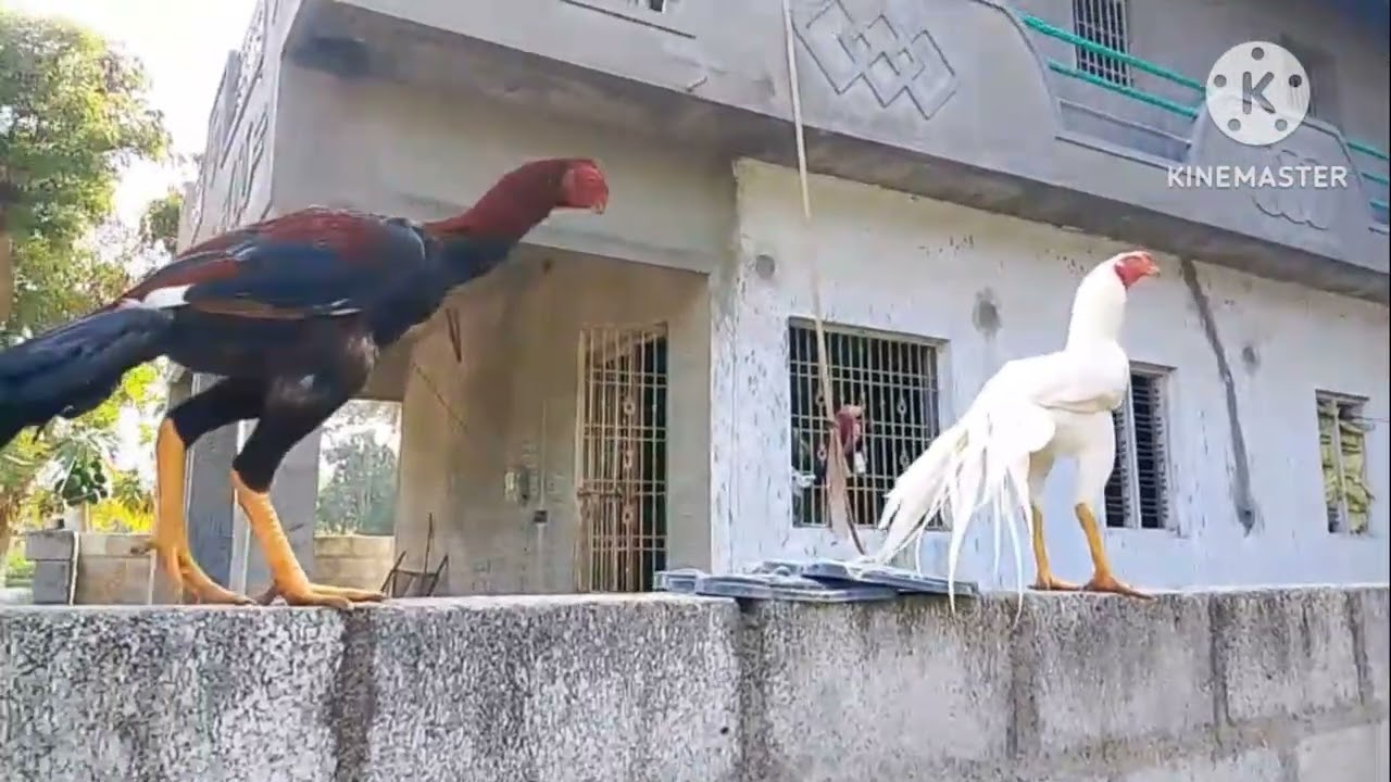 చిలకముక్కు కోళ్ల ఇన్ఫర్మేషన్ 31/12/25/#birds #chicken #egg #