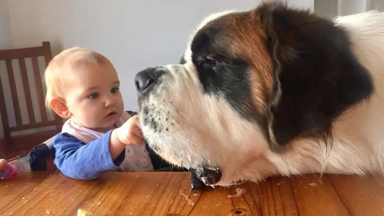 You Laugh You Lose 😂🤣 Funniest Cats and Dogs 2026 😅 🥕 #funnycats #animals #funnydogs