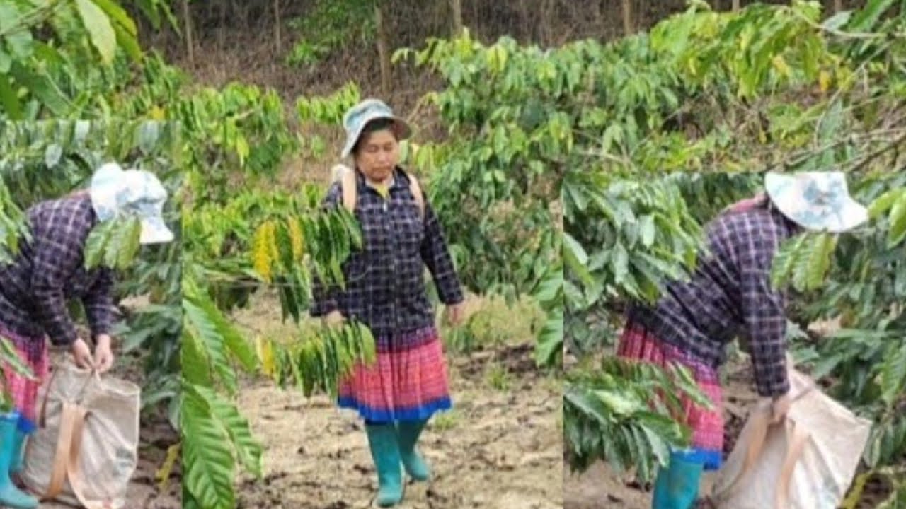 She went to pick vegetables.