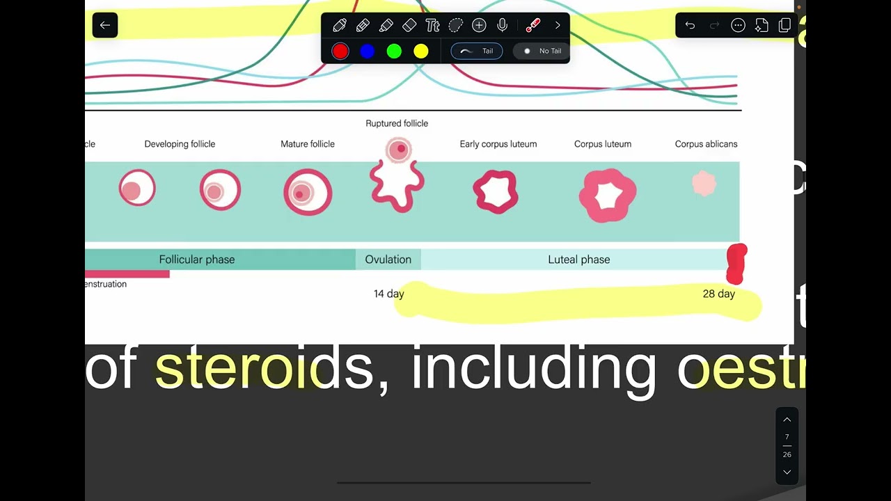 gynecology- physiology of menstruation 