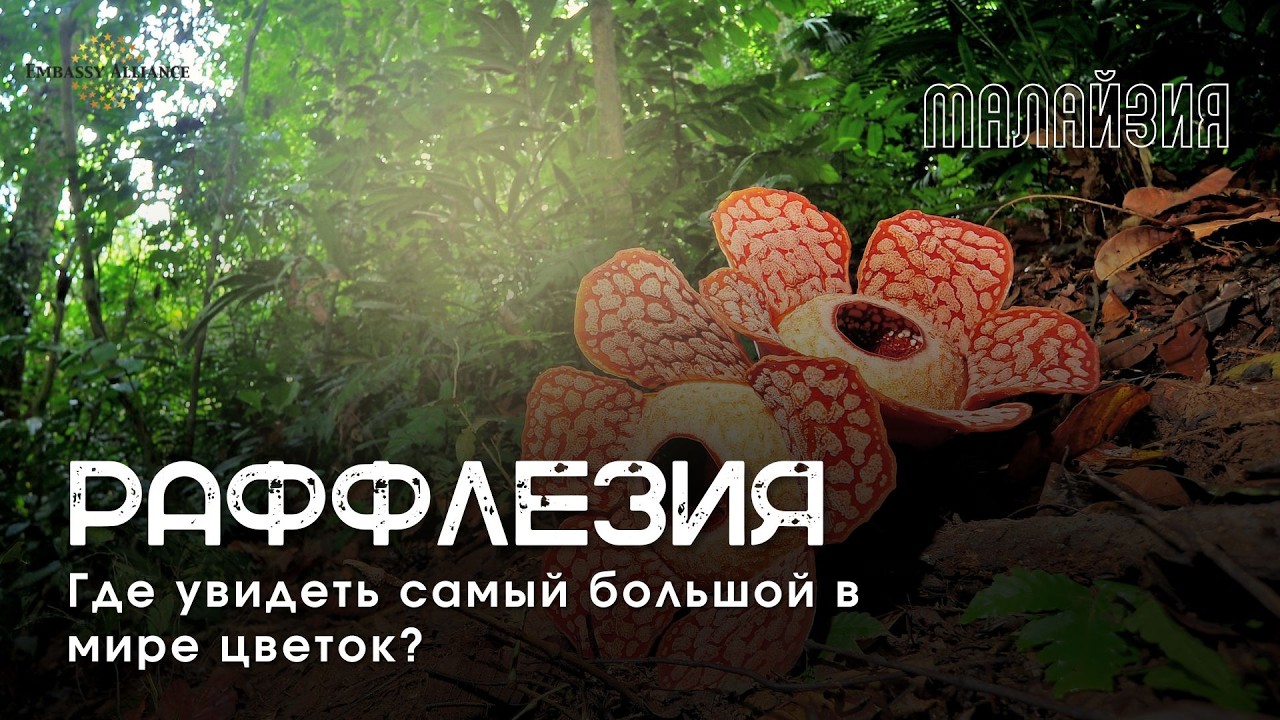 Туры в Малайзию: Где увидеть раффлезию - самый большой цветок в мире