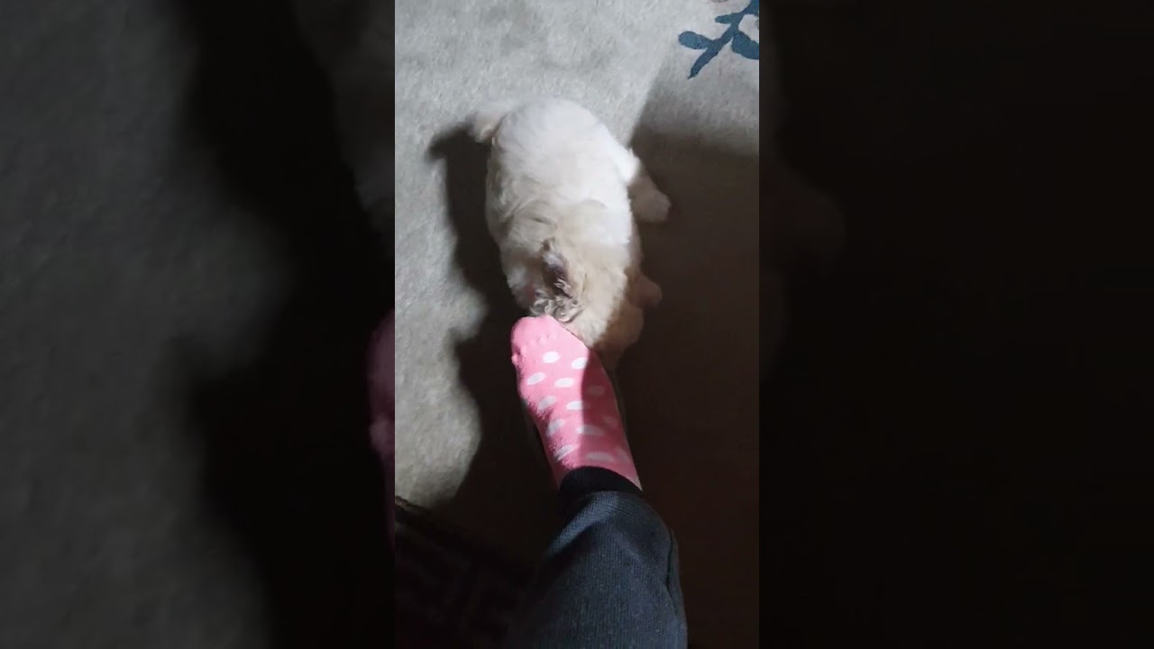 Isırmak mı ısırmalık mı?