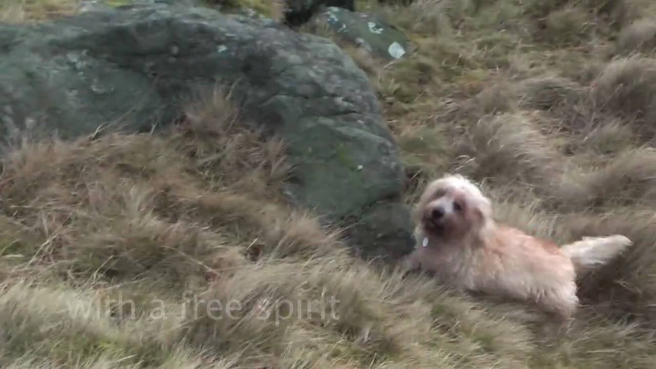 Pedigree Dogs Extolled - a Dandie Dinmont Terrier who is still fit for function - fit for life.