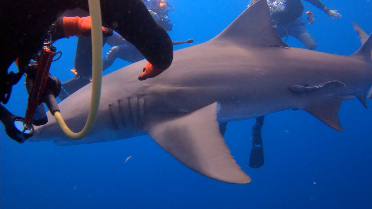 SCUBA Diving - Jupiter, Florida - Lemon Sharks, Bull Shark & Nurse Sharks - 4K