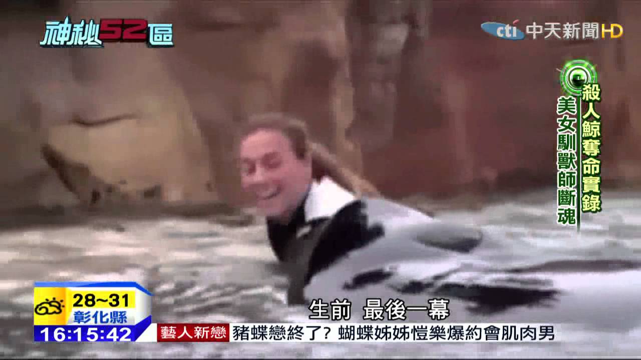 20150401 殺人鯨遊樂園表演 竟瞬間獸性大發 訓獸師陷入險境