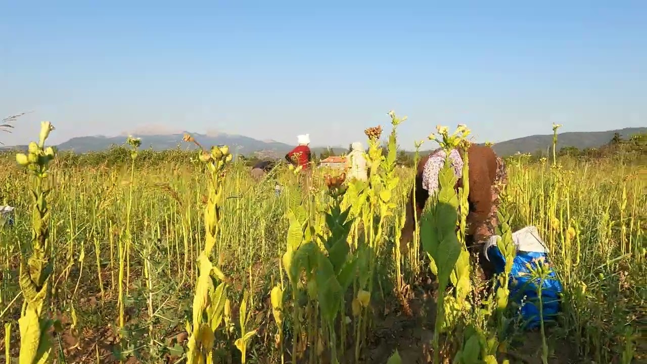 BEYAĞAÇ EŞEN MAHALLESİ TÜTÜN KIRIMI #TÜTÜN #BEYAĞAÇ #DENİZLİ