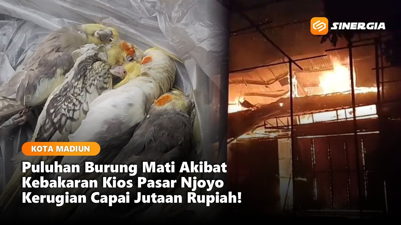KOTA MADIUN - Puluhan Burung Mati Akibat Kebakaran Kios Pasar Njoyo, Kerugian Capai Jutaan Rupiah!
