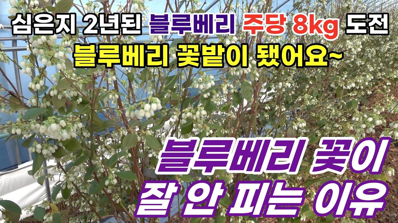 [블루베리 한 주 8kg 수확 도전] 블루베리 꽃이 잘 안 피는 이유는?