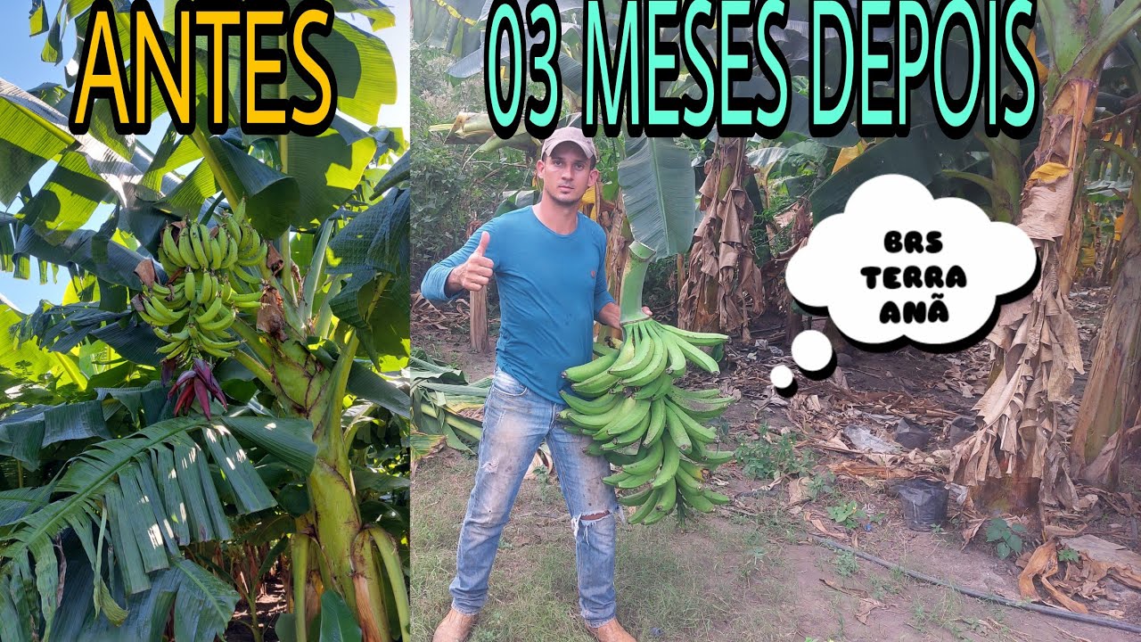 Quanto tempo leva pro cacho de banana chegar ao ponto de colheita, variedade BRS TERRA ANÃ.
