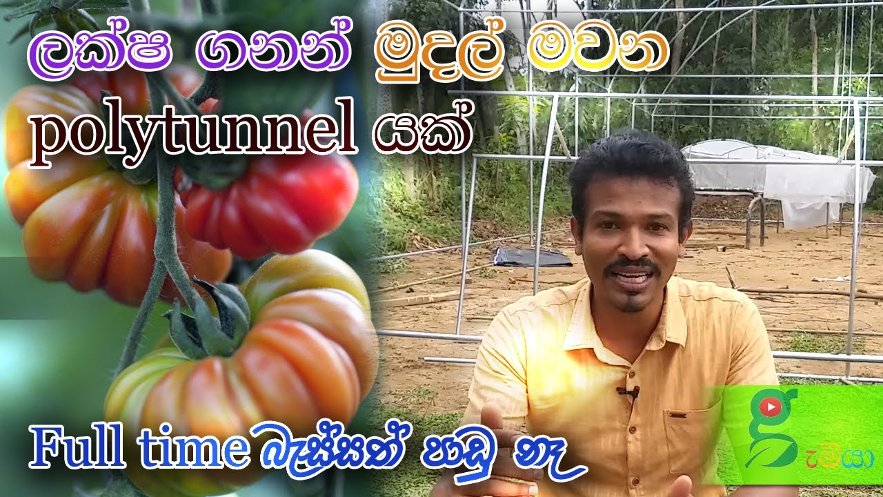 77 polytunnel හරියට කලොත් සල්ලි ආකරයක්. කාබකනික වගාවෙන් ලක්ෂ ගනන් මුදල් හොයමු green house sri lanka