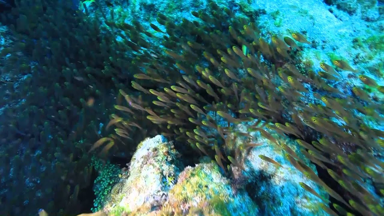 【紀錄觀點】-【海】洄游性魚類
