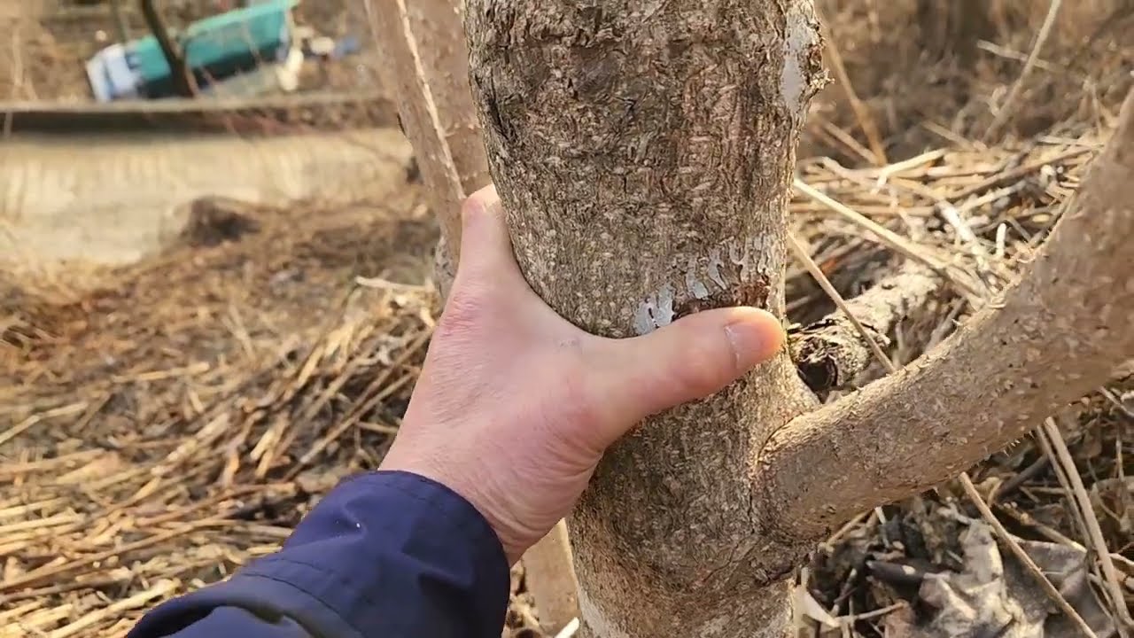 두릅나무 근삽목묘목 캐기 두릅농장에 옮겨심기 엄청큰 두릅나무 참가죽나무
