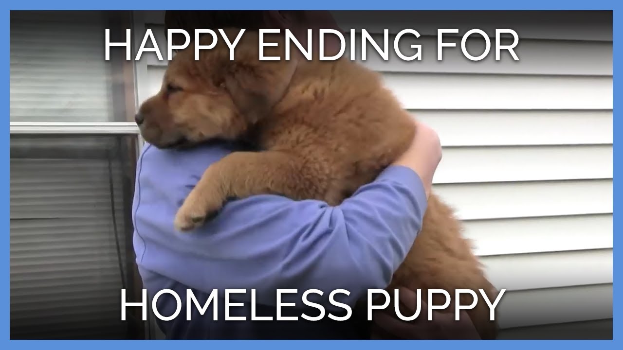 Homeless Puppy Finds Happy Ending