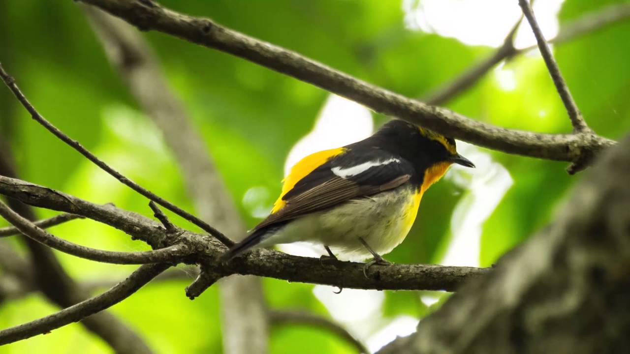 キビタキ 鳴き声 美しい日本の野鳥 5月