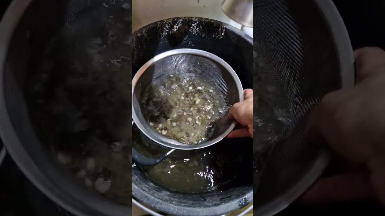 &Uuml;berraschung im Bodengrund - durch Sieb auswaschen und man wird f&uuml;ndig... viele Turmdeckelschnecken!