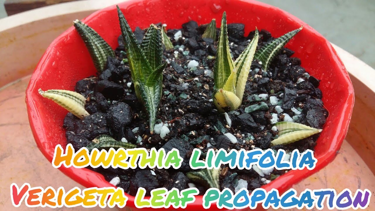 Haworthia limifolia Verigeta leaf propagation