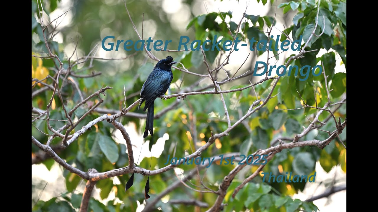 Greater Racket-tailed Drongo