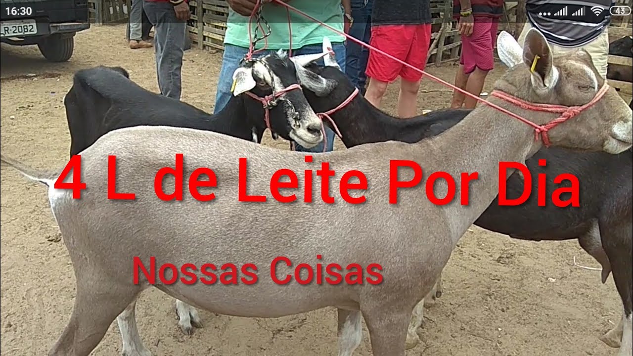 Feira de Cabras e Ovelhas de Campina Grande-PB Cabras Saanen/ Dorper Sósia de Caneta Azul 20/11/2019