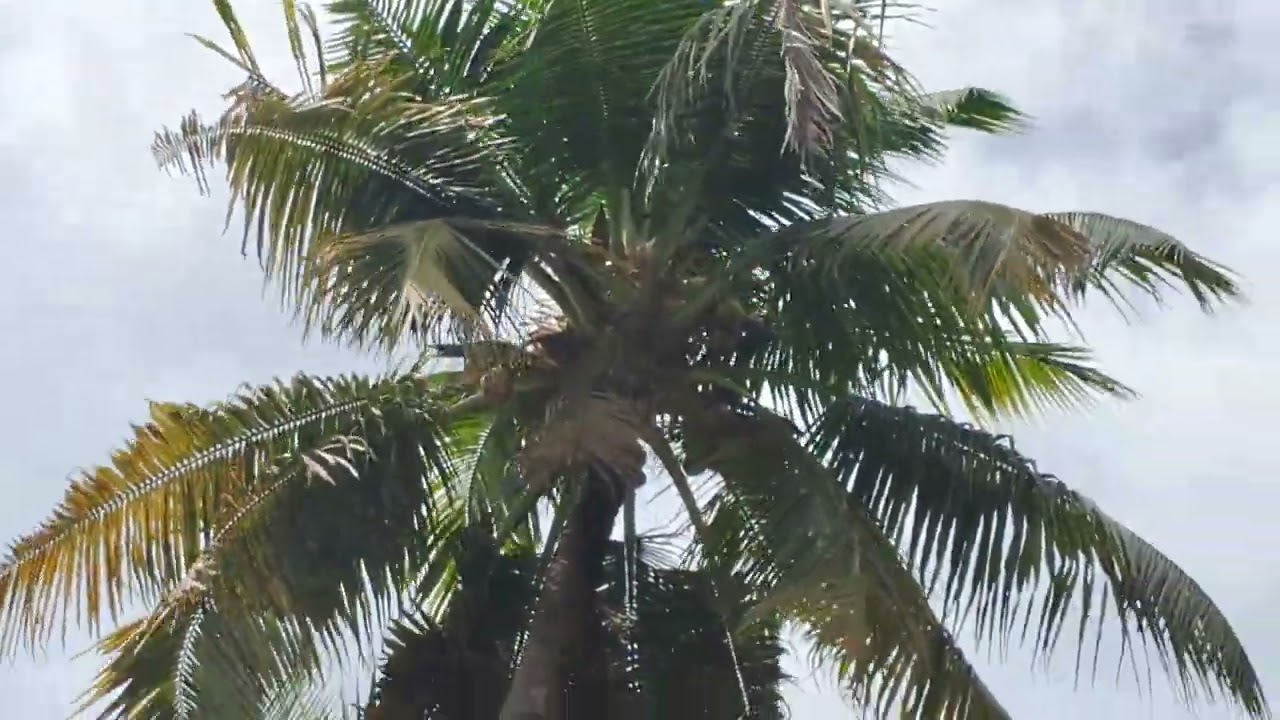   പിന്നാമ്പുറ കാഴ്ച | Out side View of My Home | Nature Therapy 