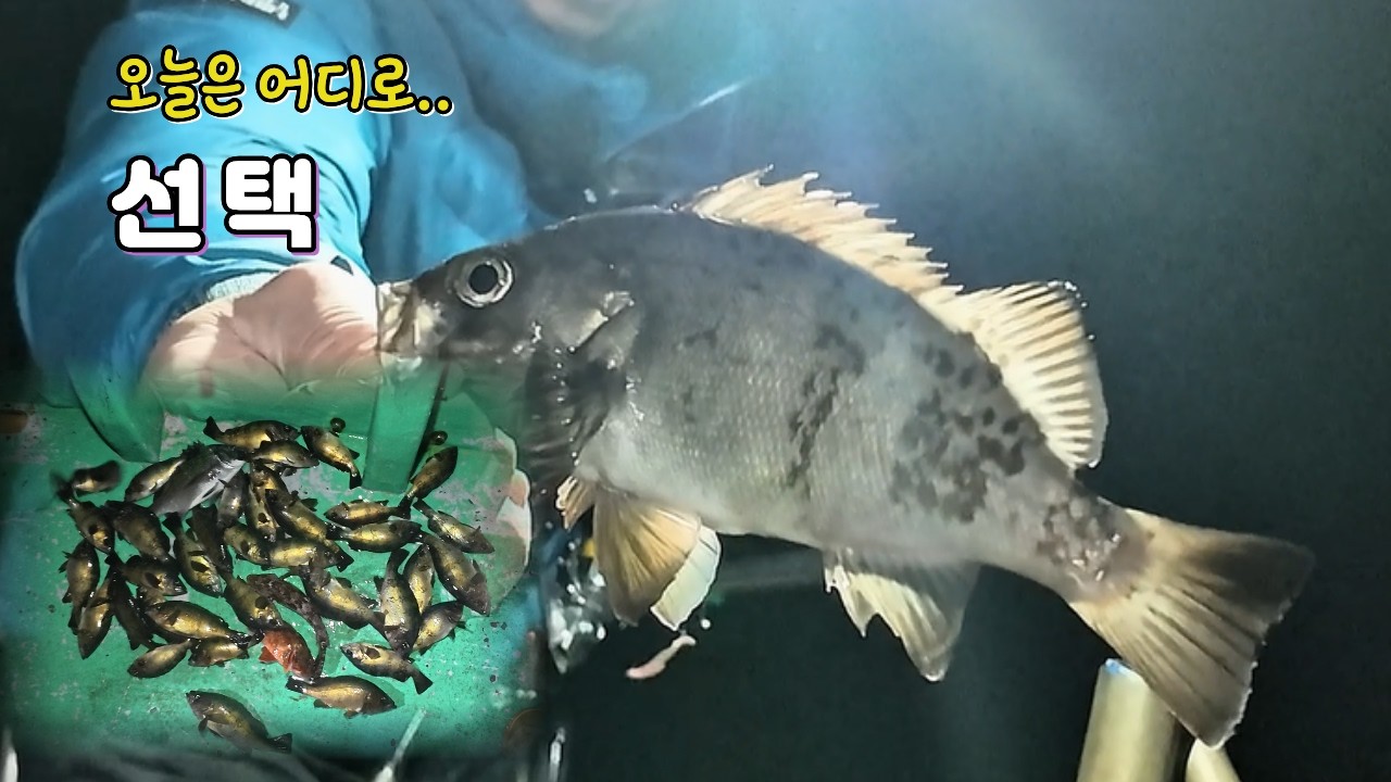선택의 결과 볼락