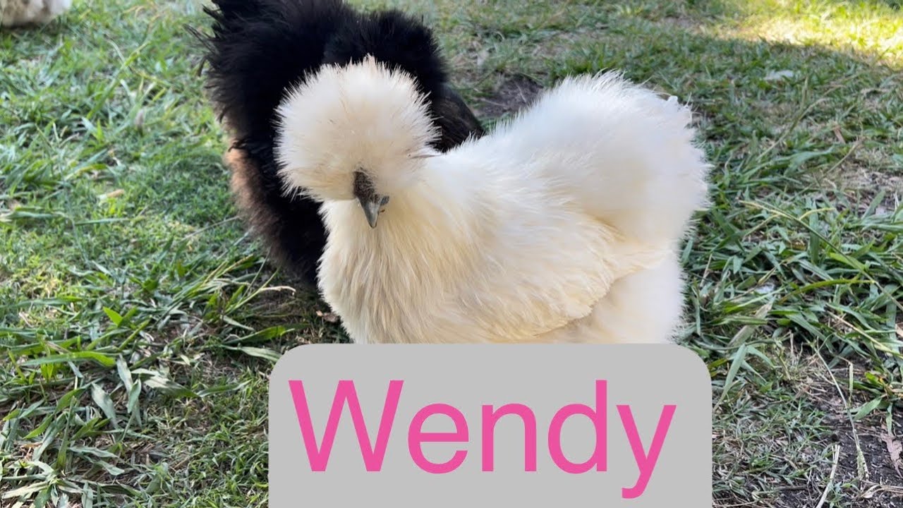 Meet Wendy 🐔My Silkie Chicken With the Biggest Personality! #silkies #backyardchickens #fluffychick