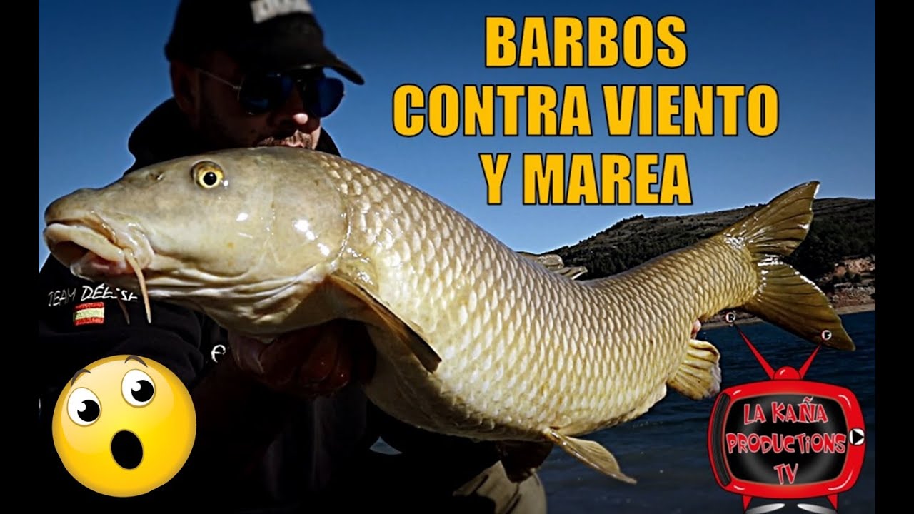 BARBOS CONTRA VIENTO Y MAREA - Iberalia TV