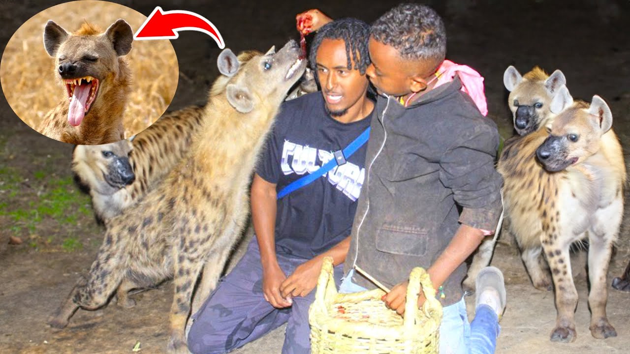 FEEDING HEYNAS IN HARAR, ETHIOPIA 😱😱