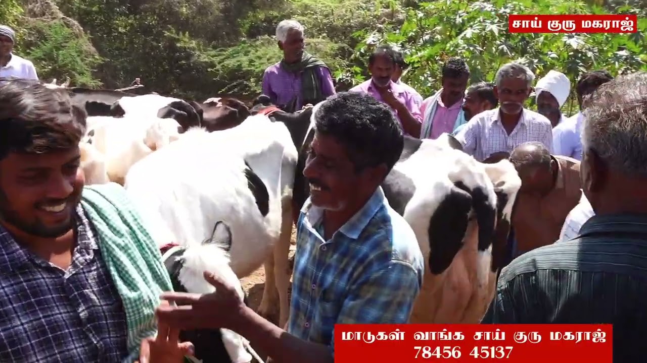 மாட்டு சந்தை//ஈரோடு//சீனா புரம்//சந்தை நிலவரம்.
