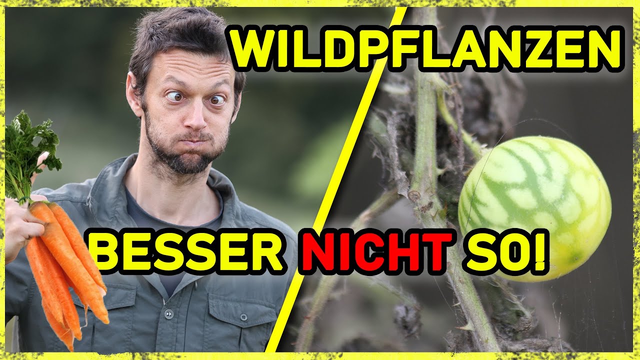 Wie man sich mit tödlichen Wildpflanzen (besser nicht) vergiftet!