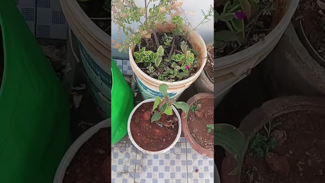  என் சிறிய மாடி தோட்டம் / my little terrace garden shorts feed #trending shorts #trendingshorts 