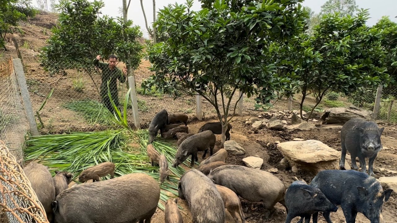 Taking care of wild pigs, harvesting and selling chicken eggs, and replanting cassava fields