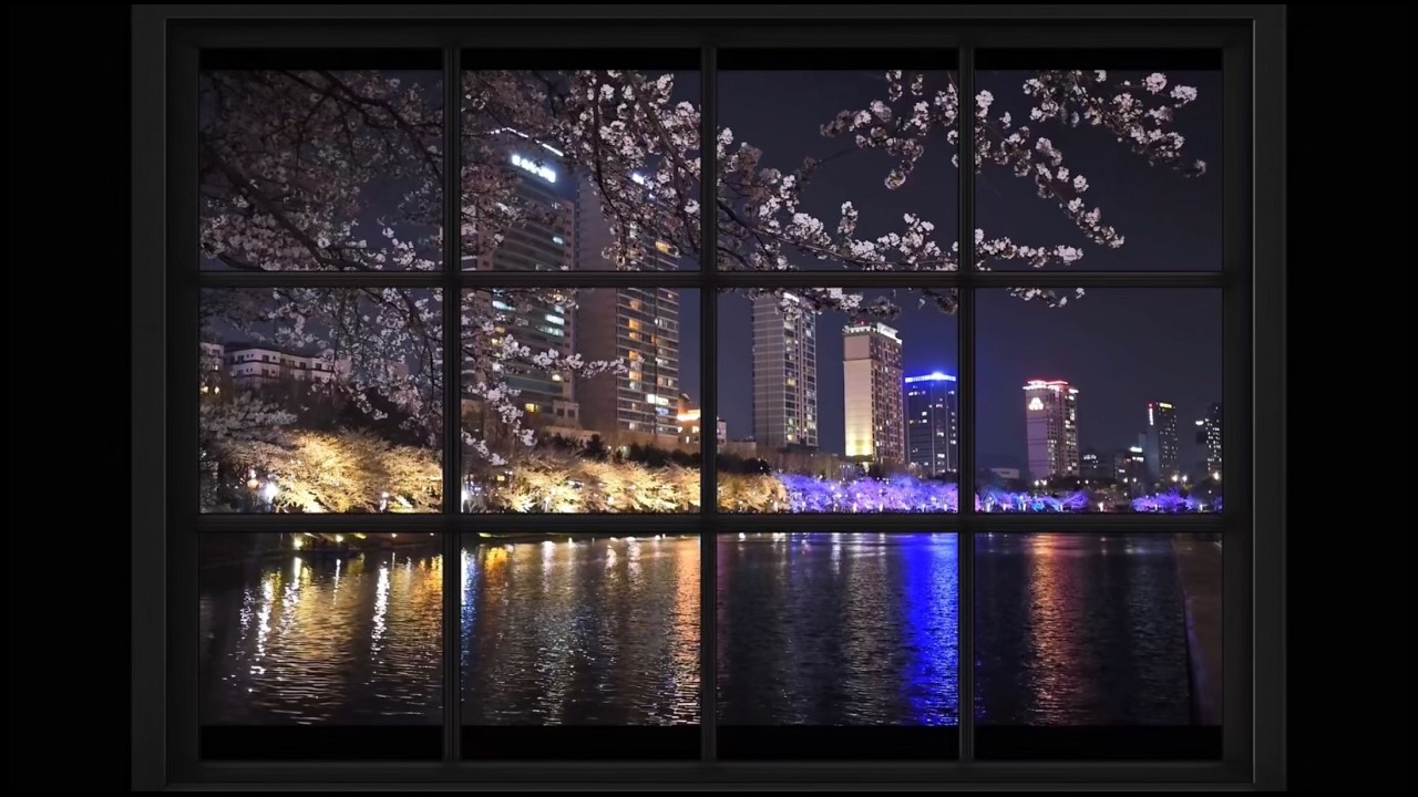 Window View Calm River and Cherry Blossoms Ambience