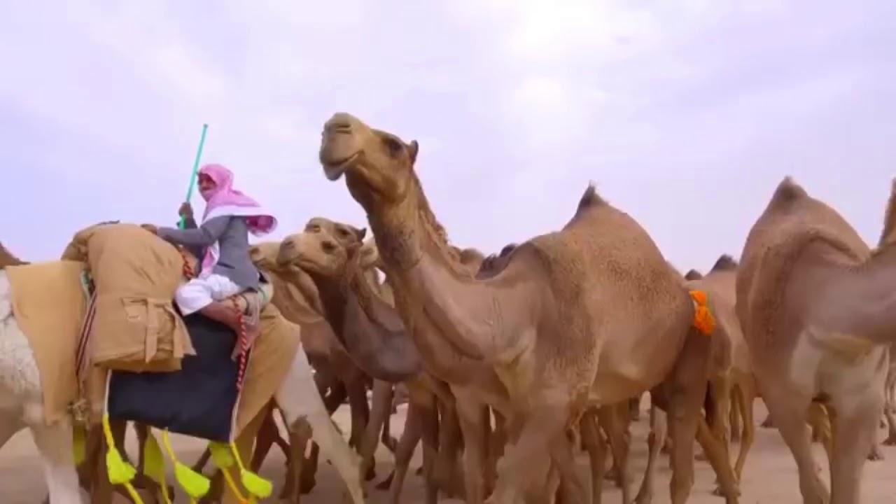 منقية بداح بن حماد ال مطرف الخييلات الدوسري ( العوب ) مشاركتها في مزاين الكويت 2019