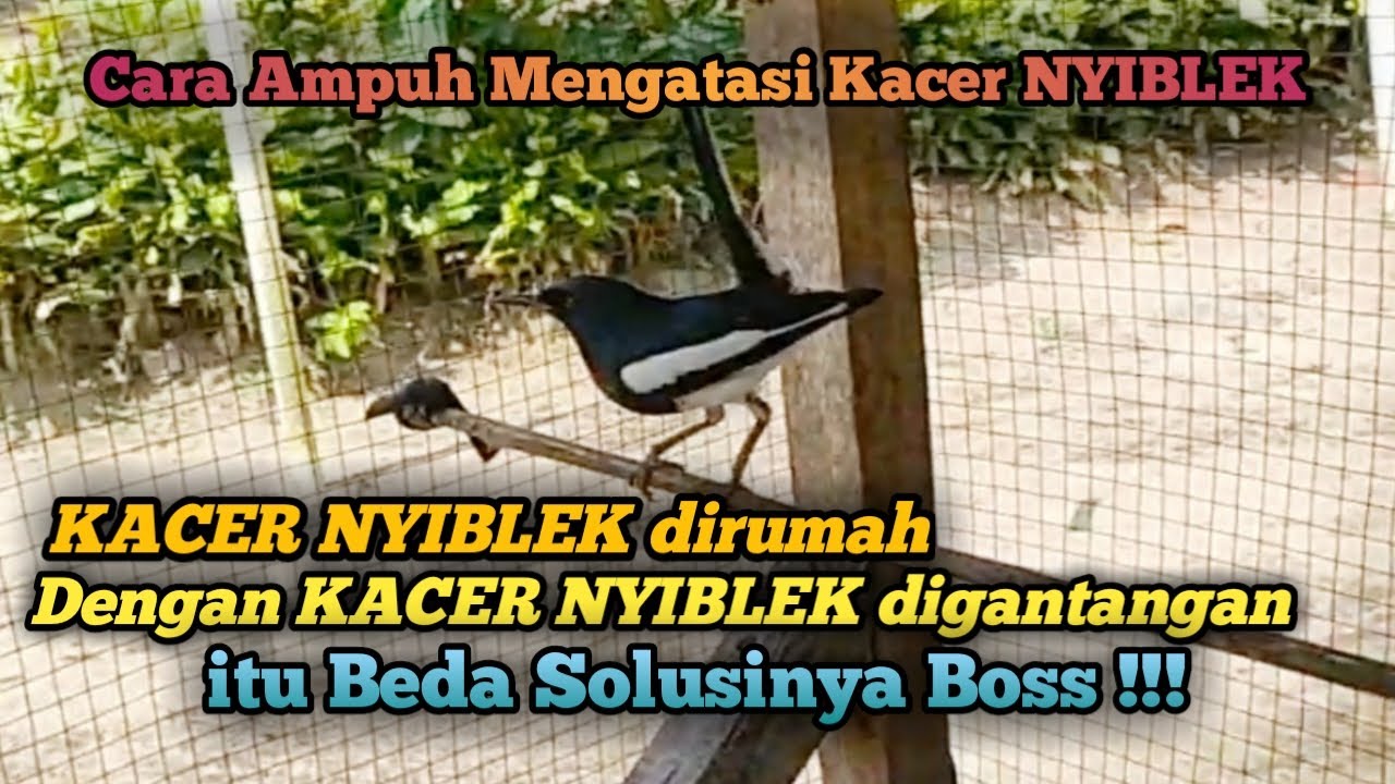 CARA AMPUH MENGATASI KACER NYIBLEK !!!
