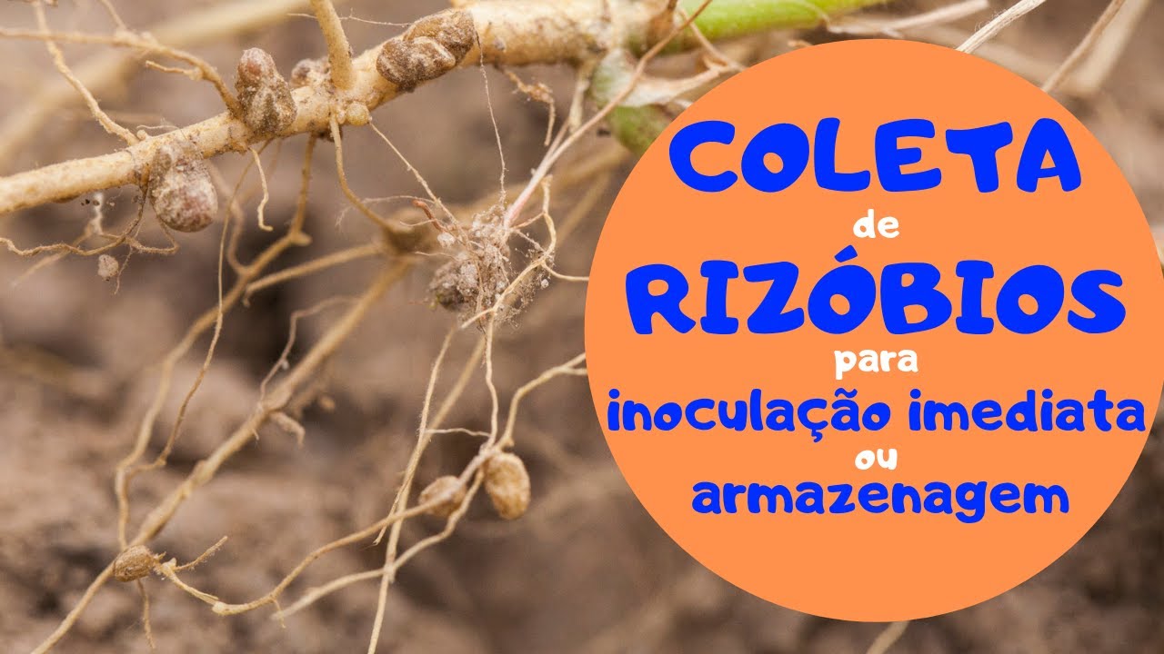 Coleta de riz&oacute;bios para inocula&ccedil;&atilde;o imediata ou armazenamento