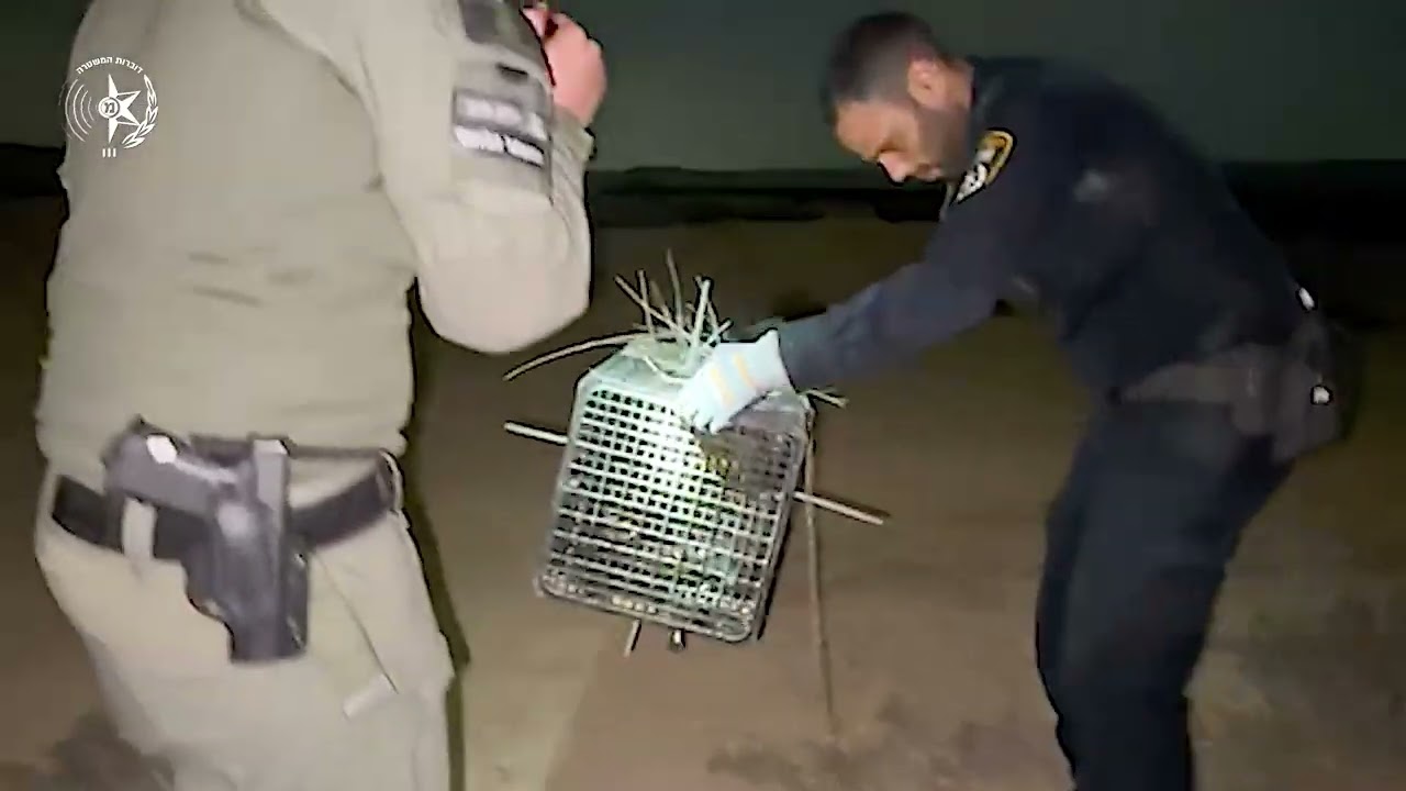 מבצע הצלת חיות הבר: קוף נוסף חולץ מהחזקה בלתי חוקית בנגב